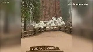 Efforts to save Sequoia National Park trees from wildfire