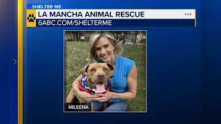 Shelter Me: Meet Mileena, a gentle spirit with lots of love to give