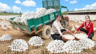 Harvesting 1000 Duck Eggs, Use Truck To Transport Go To Countryside Market Sell