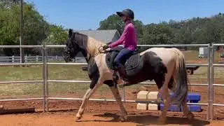 Spotted Saddle Horse -  Mister  - Flat Walk, Running Walk, Rack, Canter