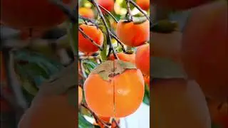 persimmon #sweetlady# shorts#fruitoftheday#viral