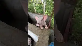 🐷piggyyy 🥰 #algorithm #algorithmeyoutube