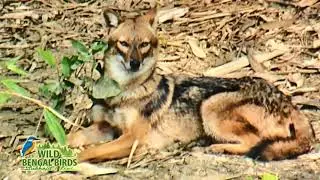 Real Wildlife, Cinematic Stories