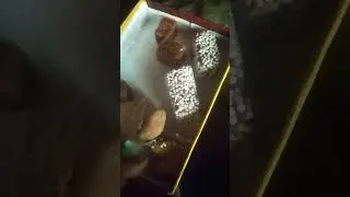 Almora ki bal mithai ❤️❤️#short#viral #Almora#shorts