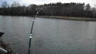 Carp fishing 