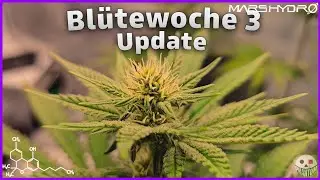 Pflanzen-Update: Blütewoche 3|Tag 66 seit dem Einsetzen | Bonsanto Hydro System | Mars Hydro FC-3000