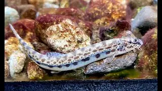 ヒガシシマドジョウ　Japanese striped loach, Shima-dojou　Cobitis sp. BIWAE type C