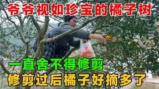爷爷视如珍宝的两颗橘子树，一直舍不得修剪，修剪过后好爬又好摘橘子