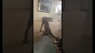 Puppy Corso playing catch solo #structure #canecorso #dog #doglover #italianmastiff #corso #bigdog