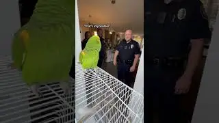 Попугай признает себя невиновным