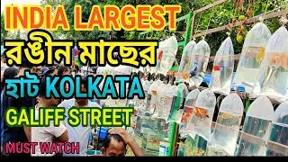 🔥Aquarium's Colored Fish Market | Largest Color Fish Market | Kolkata Galiff Street | Pet Market