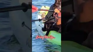 милая собака, живущая жизнью #породасобак