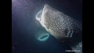 Maldives at Night 2020 - Nurse shark & Manta Ray & Whale Shark