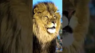 #capelion #amazonjungle #southafrica #southafricaforest #lion #hellojanota