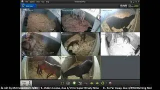Country Life Foaling Cameras