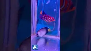 Regal angelfish/ blonde naso / powder blue tang by THE MARINE AQUARIUM