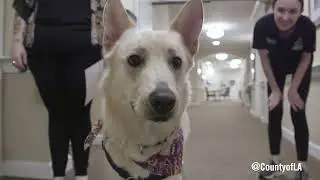 Senior Living Center adopts dog from Animal Care and Control