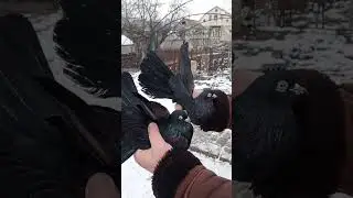 Голуби Часов-Яра в Днепр.Обл.