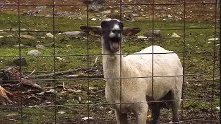 Hilarious Screaming Sheep 😂🐑 | Funniest Animal Moments