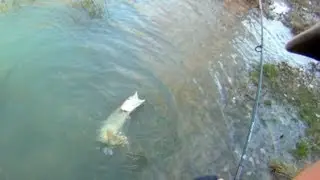Ataque espectacular de lucio a pez artificial (pesca de lucio en riada 1)