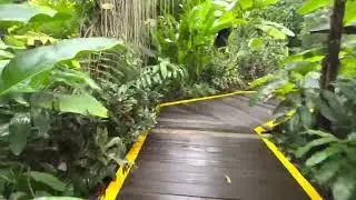 #Singapore Botanic Gardens | Ginger Garden | garden walking tour.