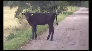 Aufnahmen von einer ausgebrochen Schwarzen Kuh die unterwegs kackt