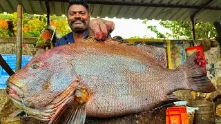 KASIMEDU 🔥 SPEED SELVAM | HUGE GAINT KORALI FISH CUTTING VIDEO | 4K VIDEO | KM FISH CUTTING