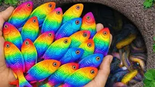 Catch beautiful aquarium fish in small pond baby turtle, eel, koi, pencil fish, cute fish, guppies
