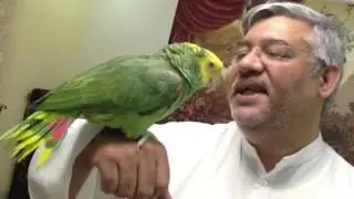 يلوهد ماقنا امازون