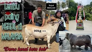Lembu kerdil dan lembu 1 tan menang bersama piala &ldquo;Demo Kenal Bare Boh&rdquo;