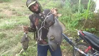 CARA PASANG UMPAN KEPITING |  MANCING ikan pogot/trigger fish