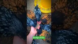 Nature#masterpiece silver lace pair The#most beautiful pattern# in the bird world Rare#chickens are.