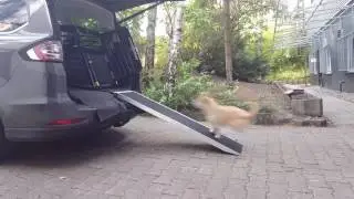 Heyermann Hundeboxen Hunderampe f&uuml;r Autos