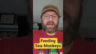 Как кормить морских обезьянок