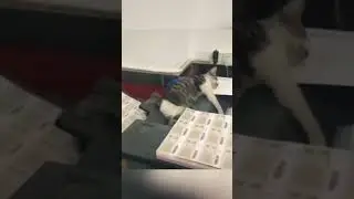 Multitasking. #cat #shorts #hardwork