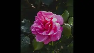 Qu'est-ce que le lead room