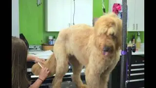 Time-lapse video of our grooming process.