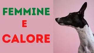 Come Funziona il Calore Nelle Femmine