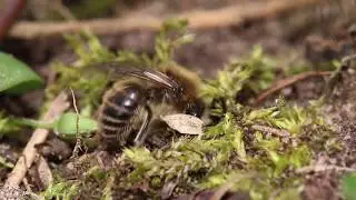 Colletes cunicularius m&auml;nnchen