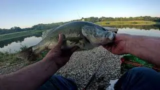Big Bass on the chicken bait.