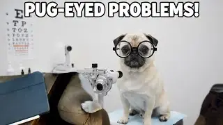 A Trip to the Pet Ophthalmologist