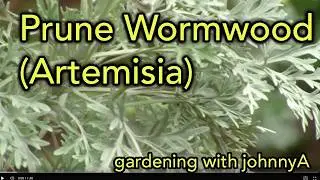 How to Prune Artemisia 