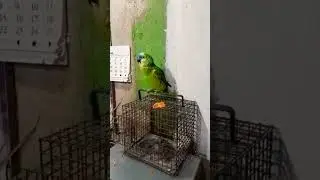 Lorito silva una Canci&oacute;n de Folklore!!🦜👏👏👏