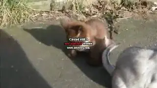 gordon3.mp4