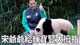 宋爺爺到樹上摘輝寶，不料以失敗告終，爺爺無奈地豎起了大拇指【有趣的喵哇】