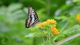 Butterflies and Nature Harmony | Stress Relief Sounds 🌸 #Butterfly #NatureVideo #relaxing