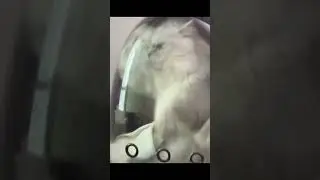 Cat Carrier Transparent😂