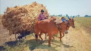 Bullock Cart Heavy Load Ride &bull;&bull;&bull; Indian Agriculture ।। Manyaa P