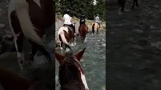 When Your Banff Horse Ride Takes You Through a River