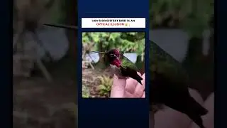 USA'S BRIGHTEST BIRD IS AN OPTICAL ILLUSION 😮💡
